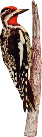 Red-naped sapsucker illustration