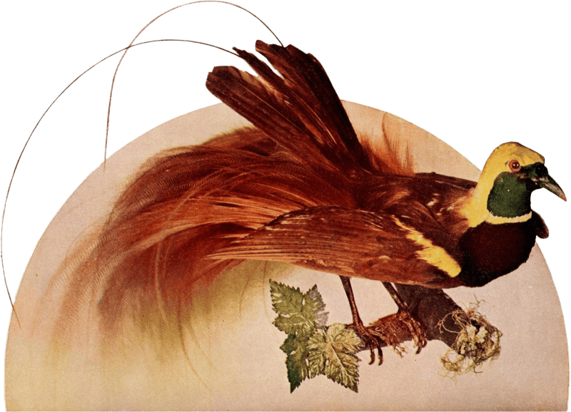 Bird illustration