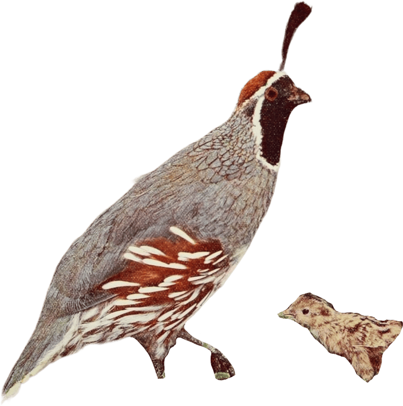 Bird illustration