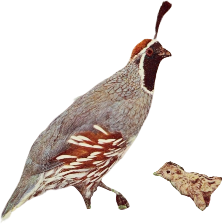 Bird illustration