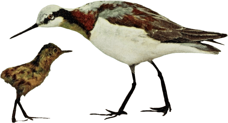 Bird illustration