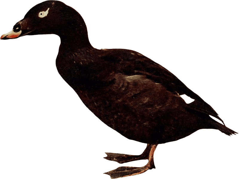 Bird illustration
