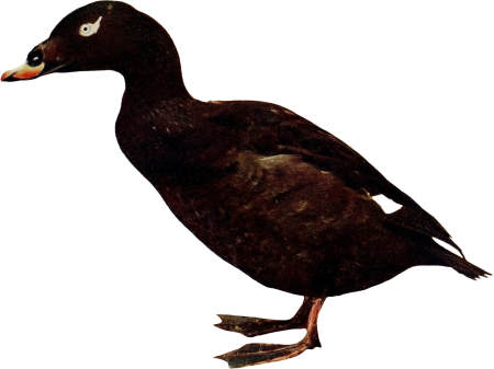 Bird illustration