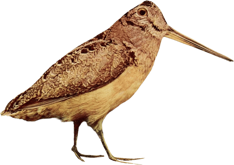 Bird illustration