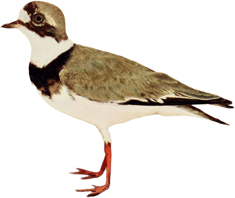 Bird illustration