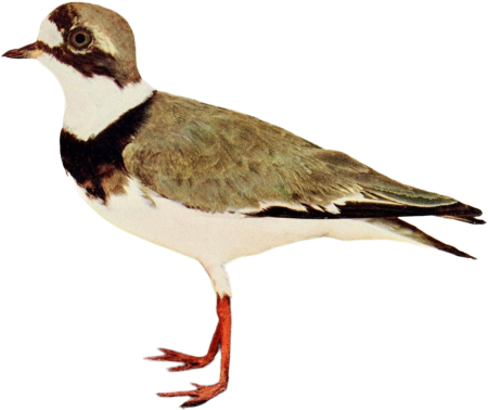 Bird illustration