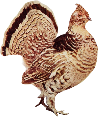Ruffed grouse illustration