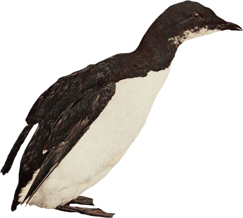 Bird illustration