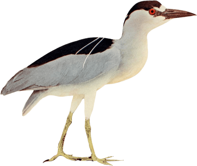Bird illustration