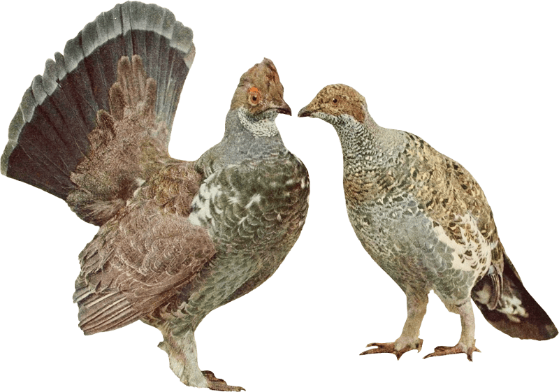 Bird illustration