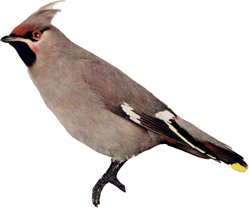 Bird illustration