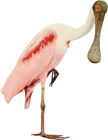 Roseate spoonbill illustration
