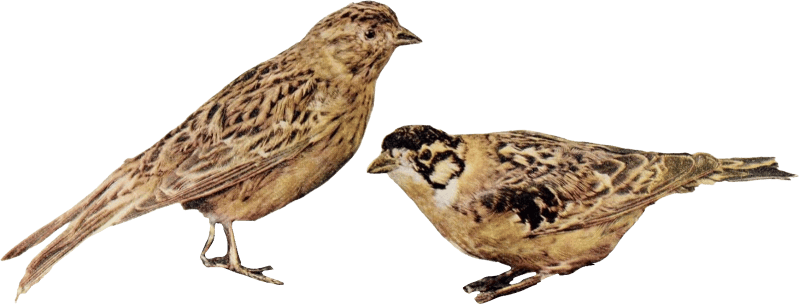 Bird illustration