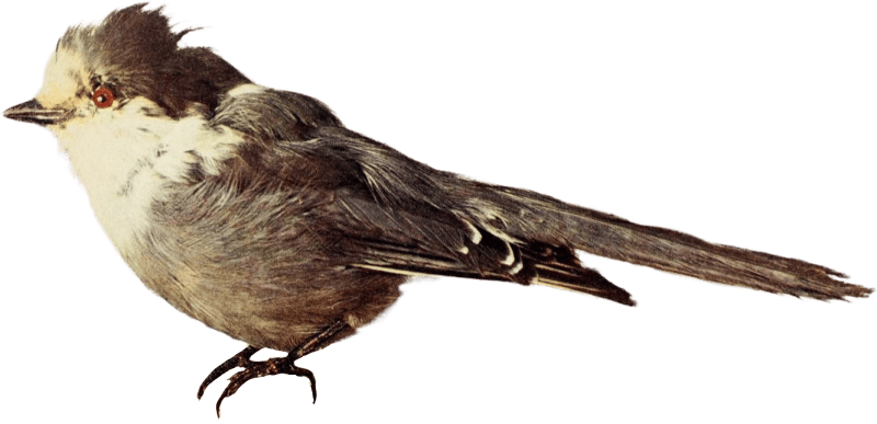 Bird illustration