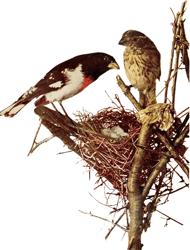 Bird illustration
