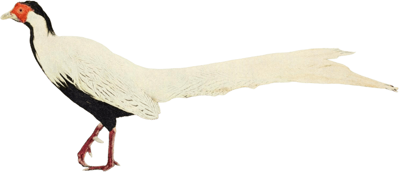 Bird illustration