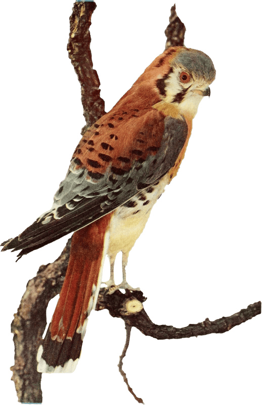 Bird illustration