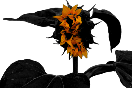 Flower Black And White Plant Yellow
