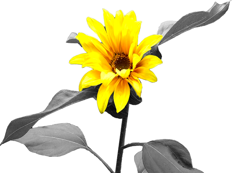 Black And White Yellow Flower Black Background