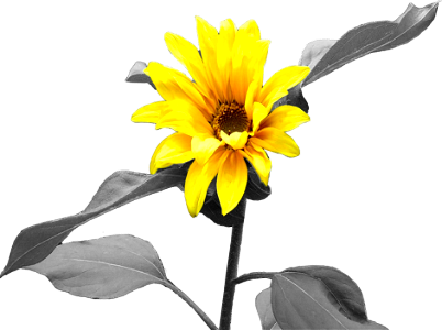 Black And White Yellow Flower Black Background