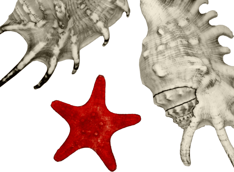 A Red Starfish And Two Big Seashells