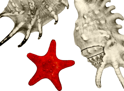 A Red Starfish And Two Big Seashells