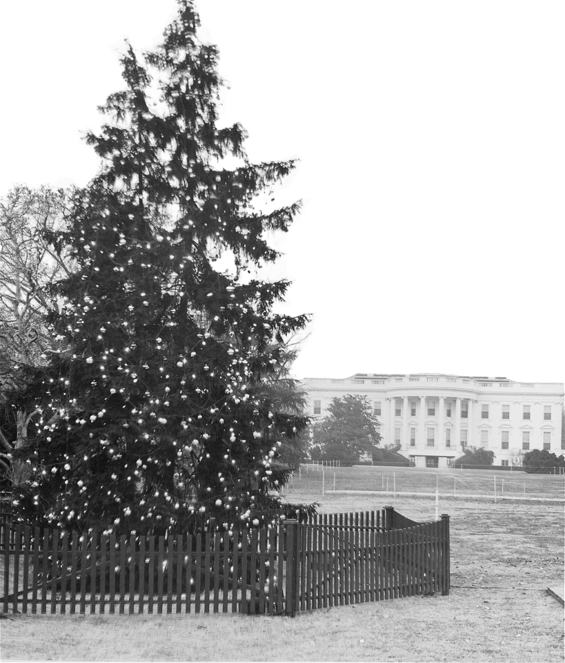 Daytime View Of The White House Christmas Tree 