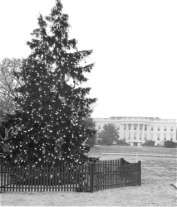 Daytime View Of The White House Christmas Tree 