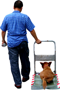 Man with dog on a cart