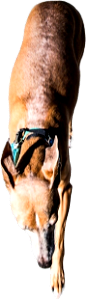 Sighthound Greyhound Animal