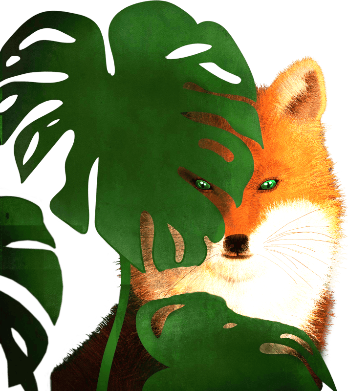 Fox illustration
