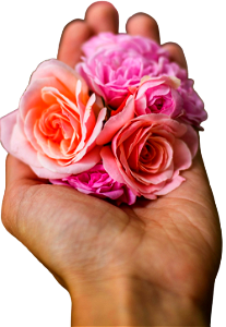 Rose flower hand