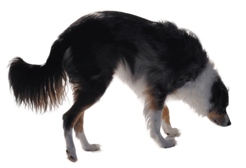 Australian shepard