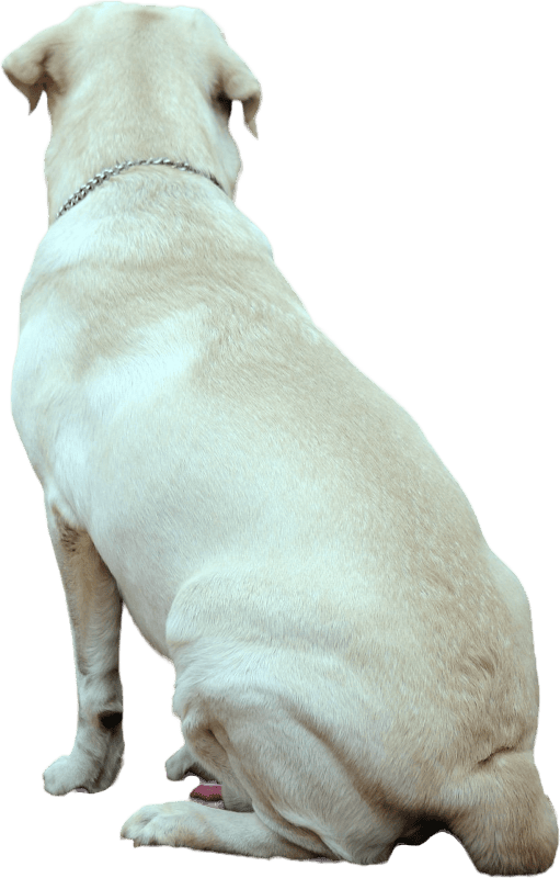 Labrador sitting looking away