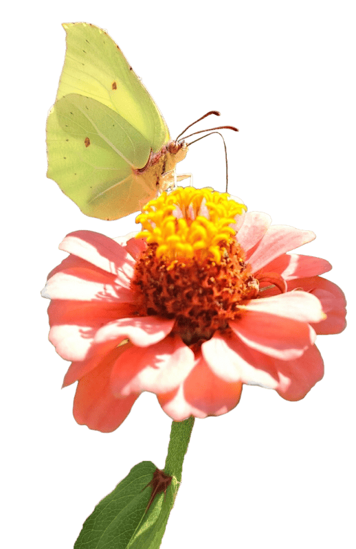 Flower garden green