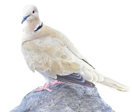 Feathers bird animals