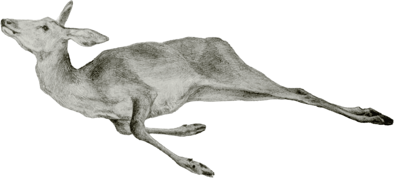 Dead deer