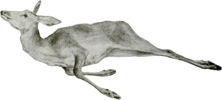 Dead deer