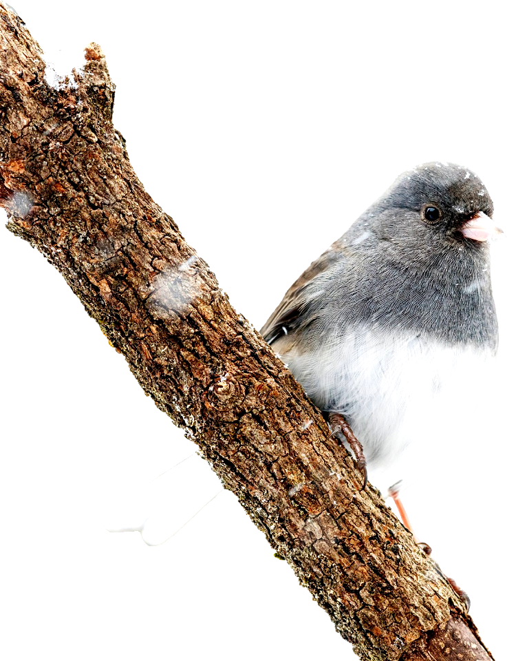 Dark eyed junco