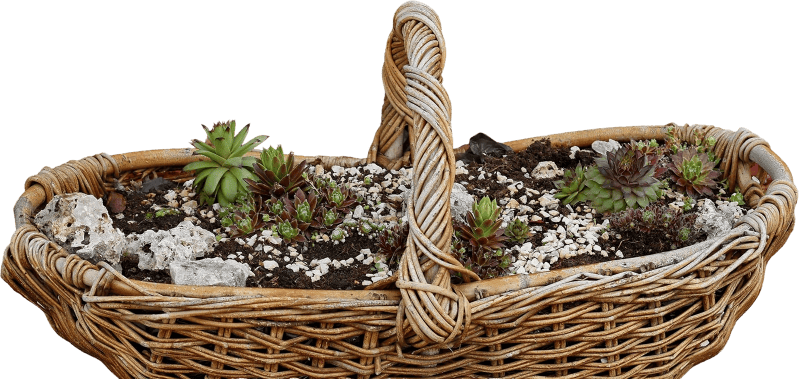 Cactus wicker basket nature