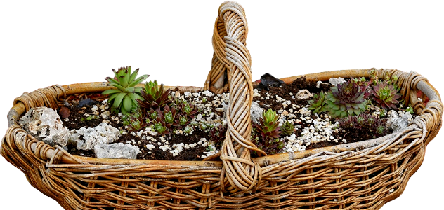 Cactus wicker basket nature