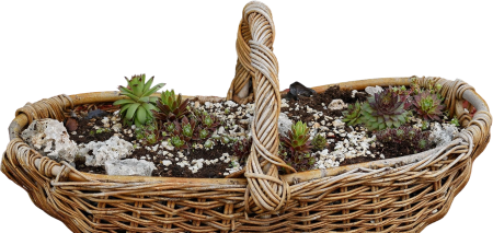 Cactus wicker basket nature