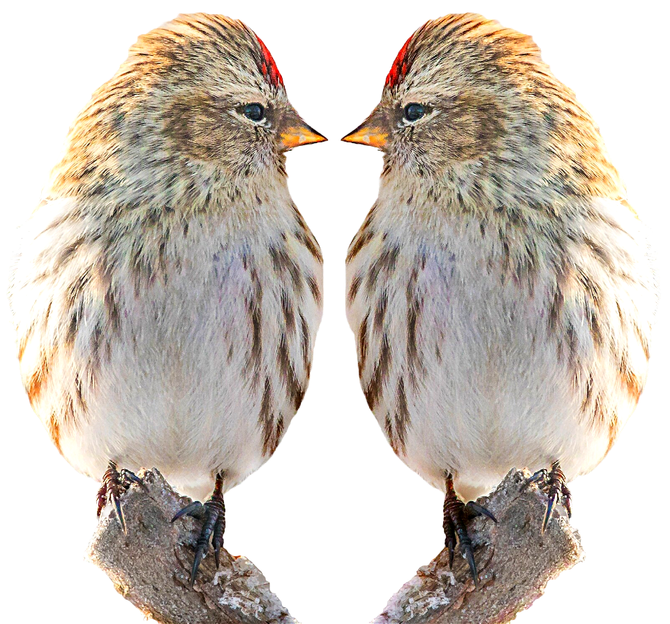 Bird nature twin