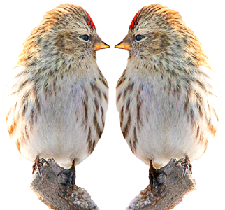 Bird nature twin