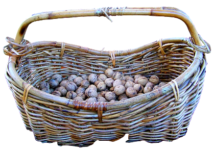 Basket wicker basket nuts walnuts Juglans regia