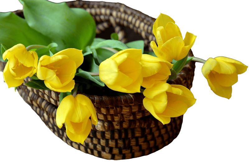 Basket flowers yellow flowers