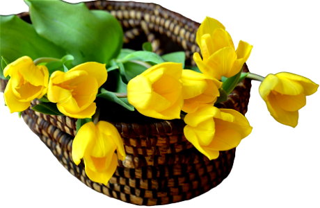 Basket flowers yellow flowers