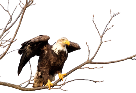 Bald eagle