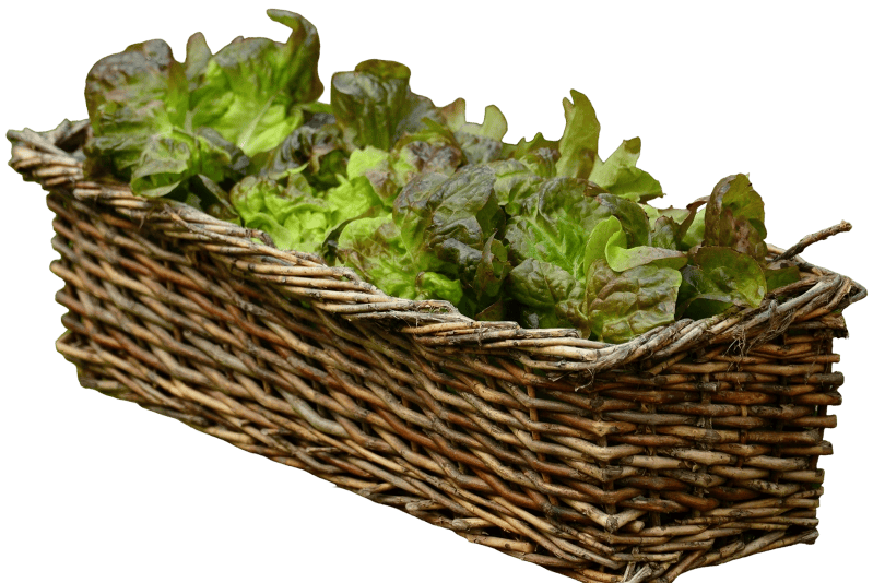 Asparagus basket calorie