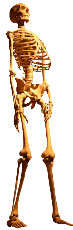 Anatomy bone shadow play